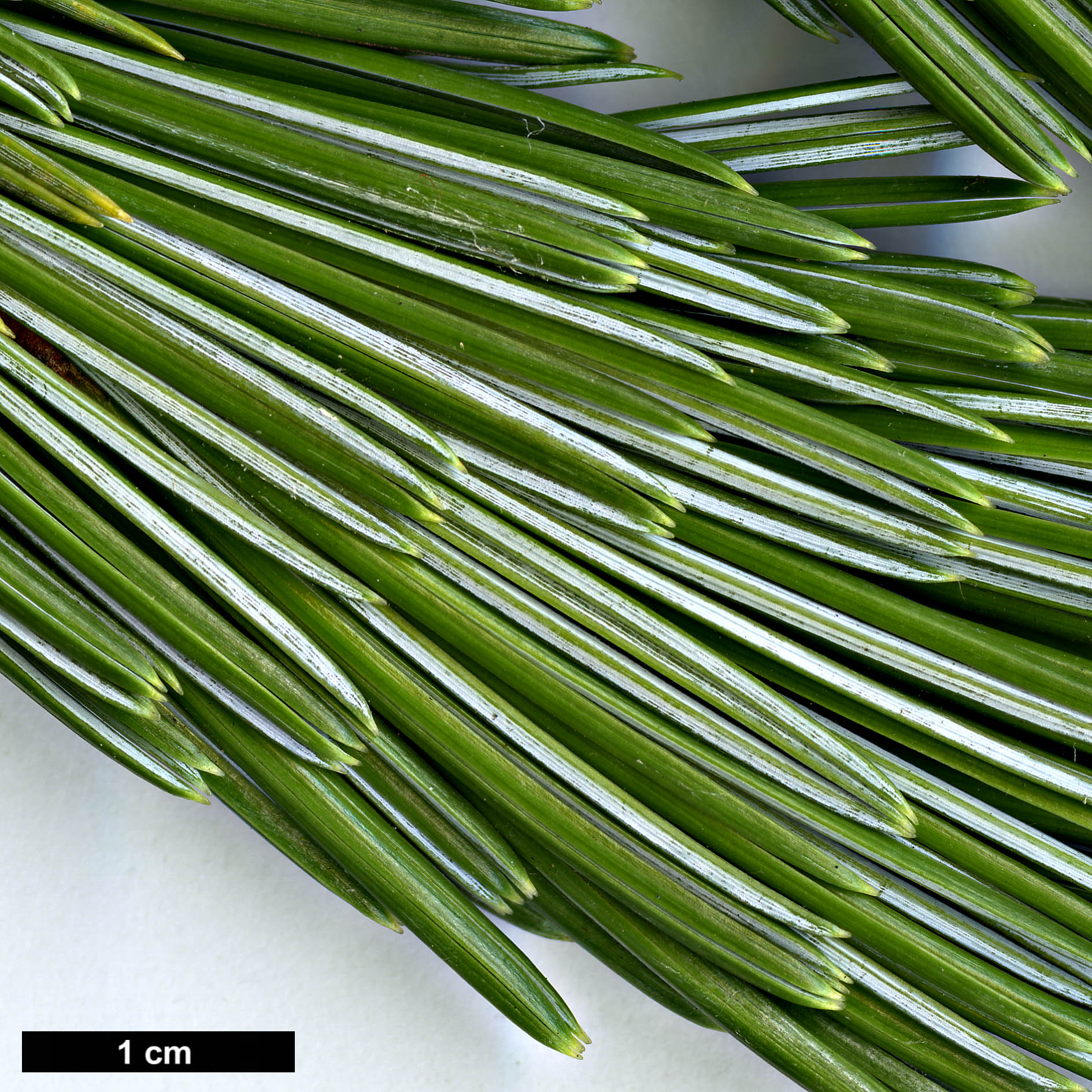 High resolution image: Family: Pinaceae - Genus: Pinus - Taxon: balfouriana - SpeciesSub: subsp. austrina